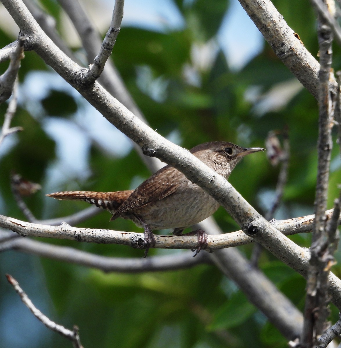 House Wren - ML620692501