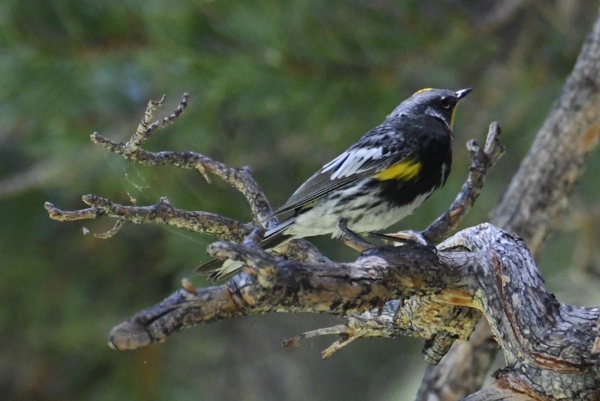 Yellow-rumped Warbler (Audubon's) - Colin Dillingham