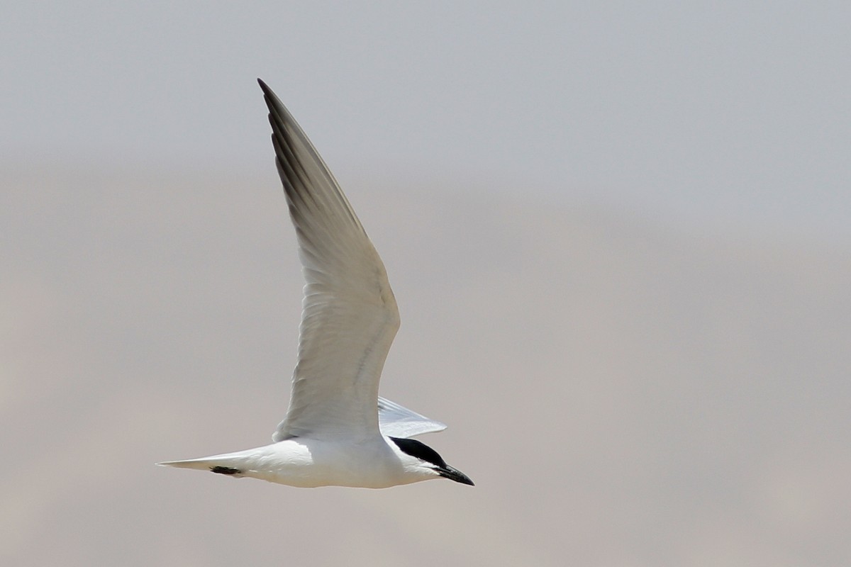 Gull-billed Tern - ML620692506