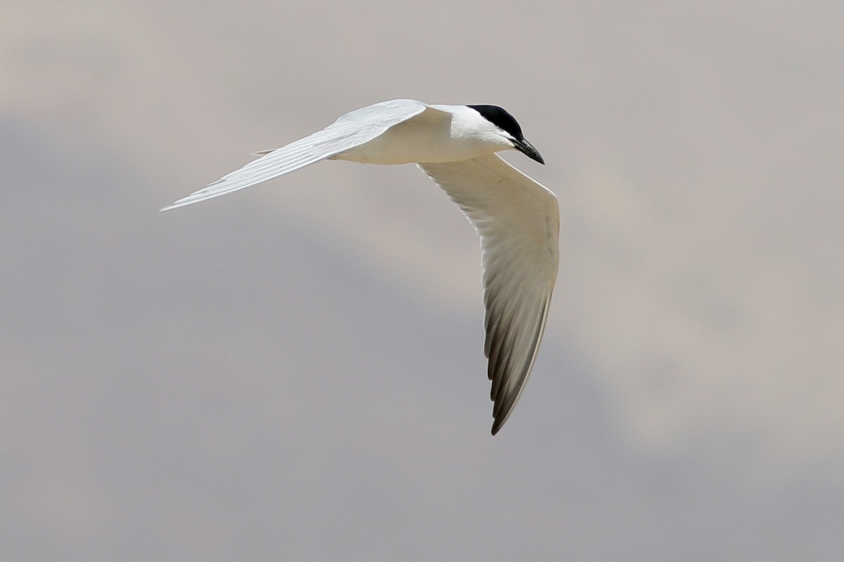 Gull-billed Tern - ML620692507