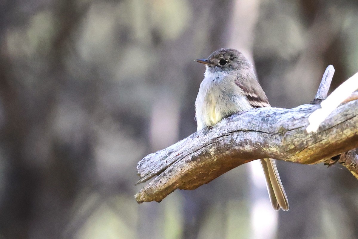 Hammond's Flycatcher - ML620692511