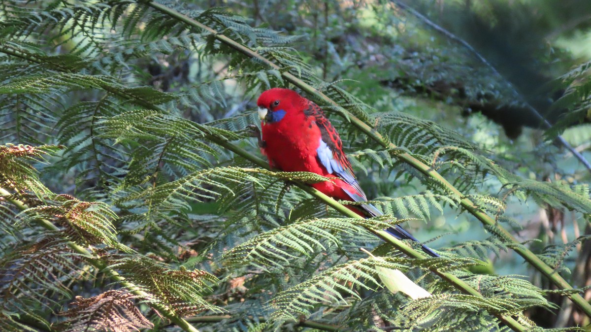 Crimson Rosella - ML620692516