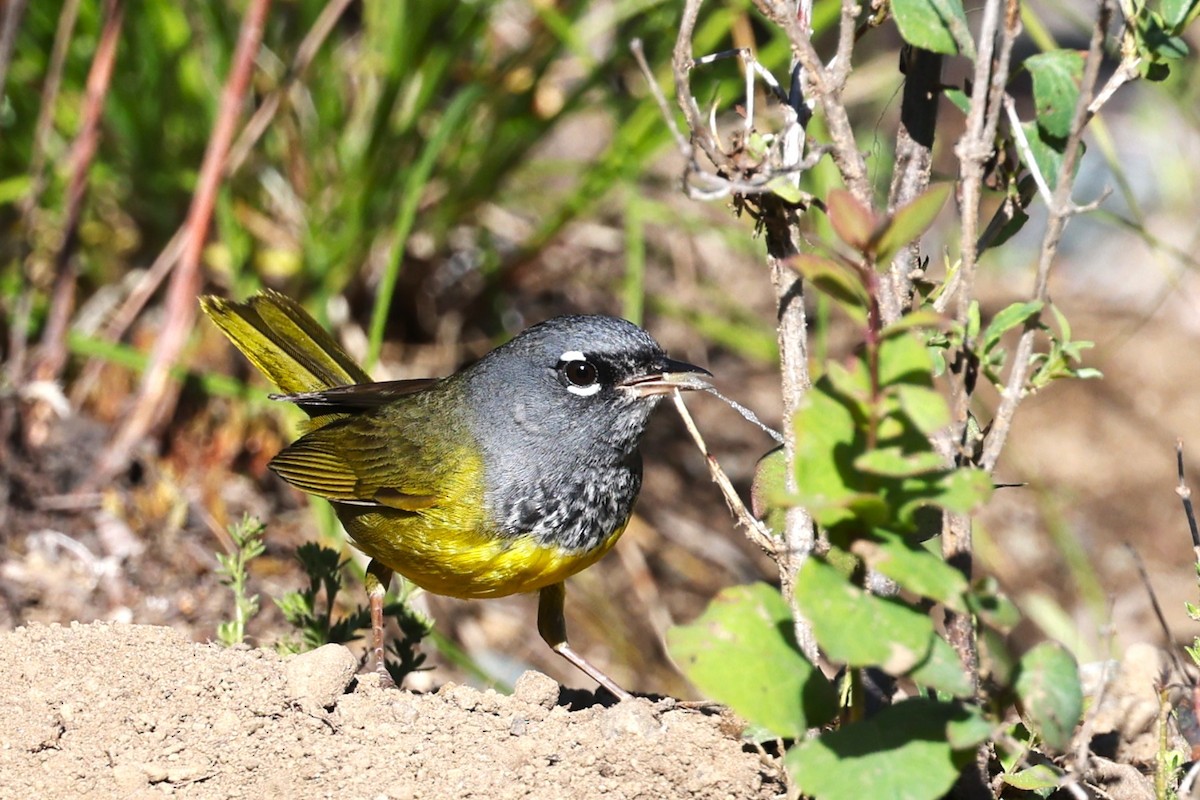 MacGillivray's Warbler - ML620692521