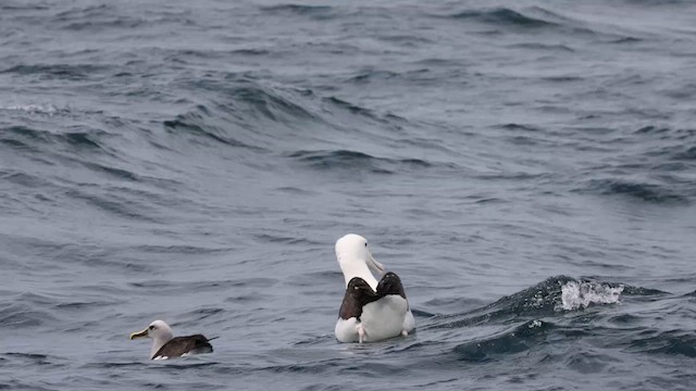 Northern Royal Albatross - ML620692522