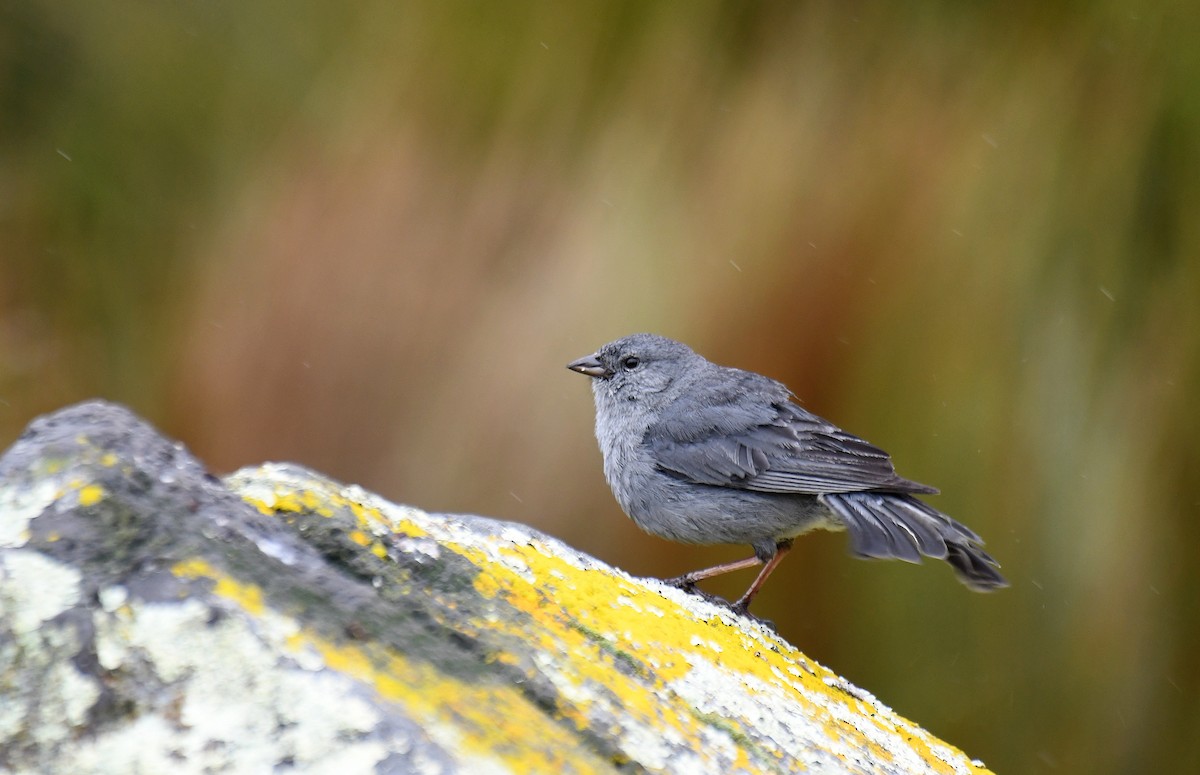 Plumbeous Sierra Finch - ML620692524