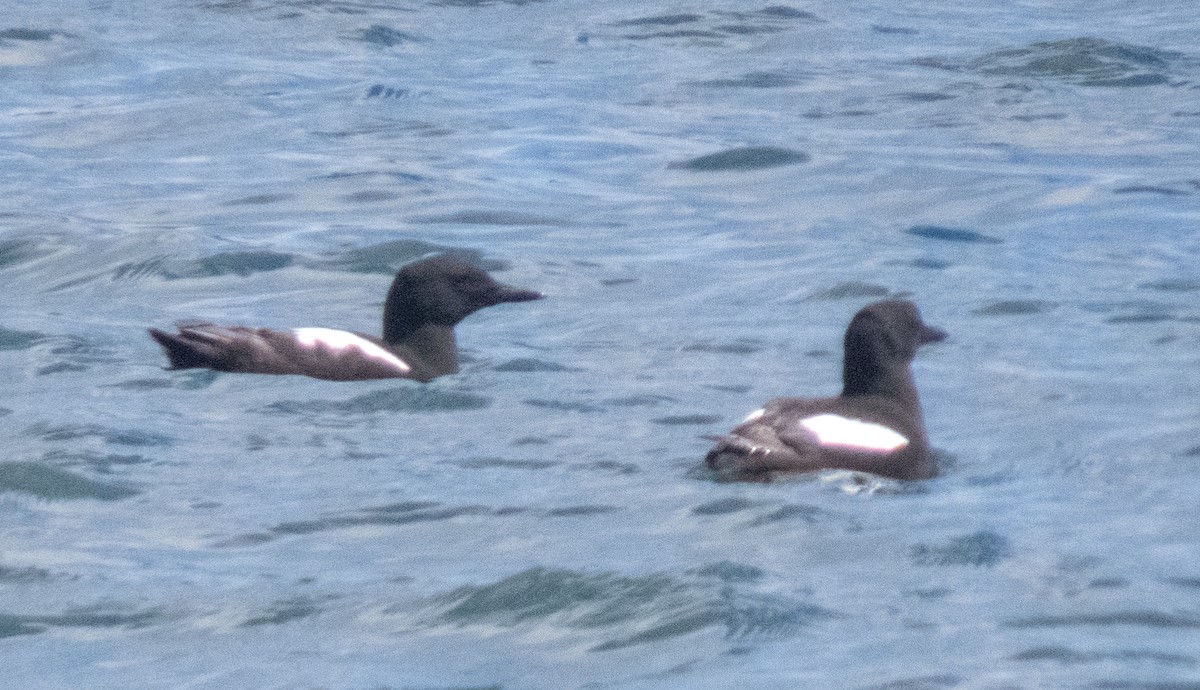 Black Guillemot - James Mccoy