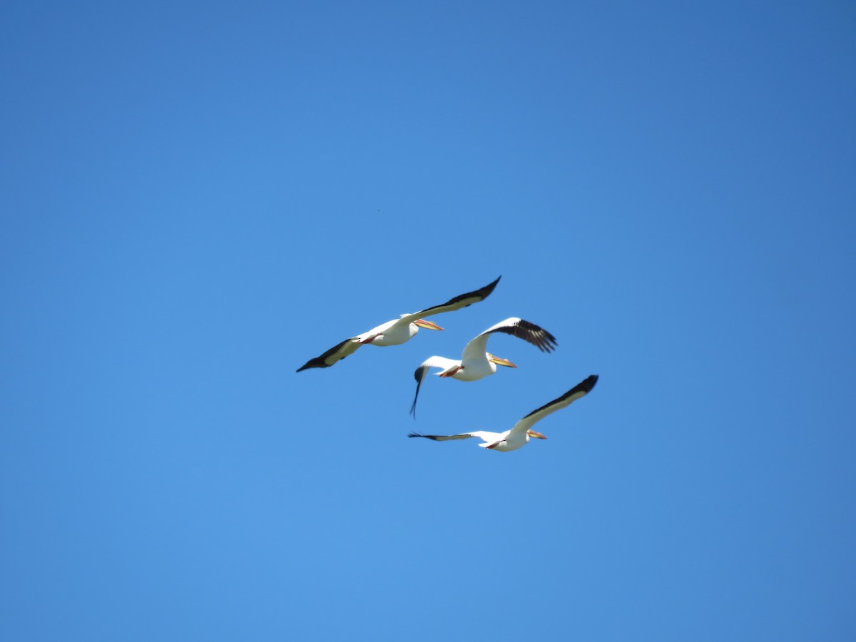 American White Pelican - ML620692526