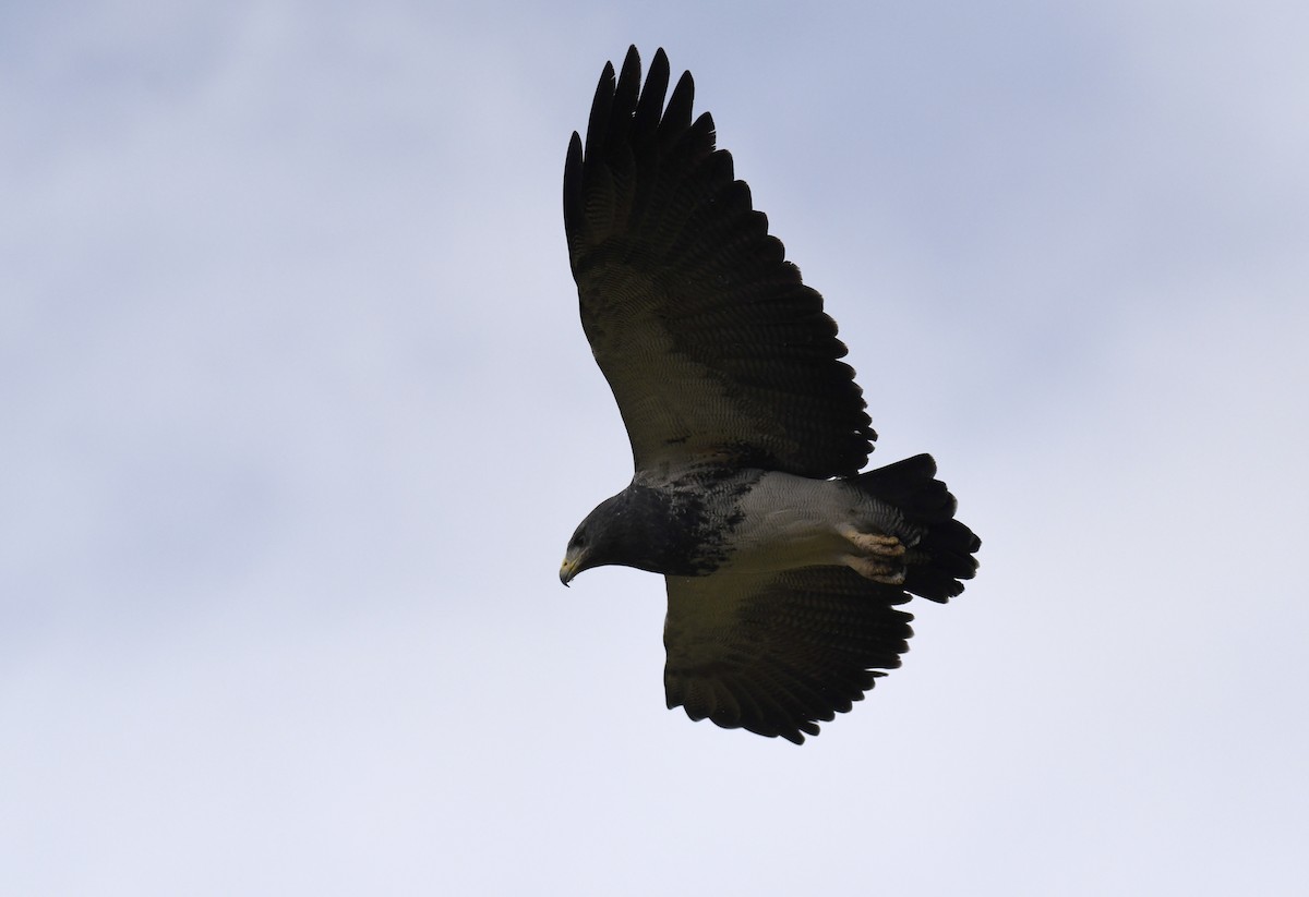Black-chested Buzzard-Eagle - Ben Peters