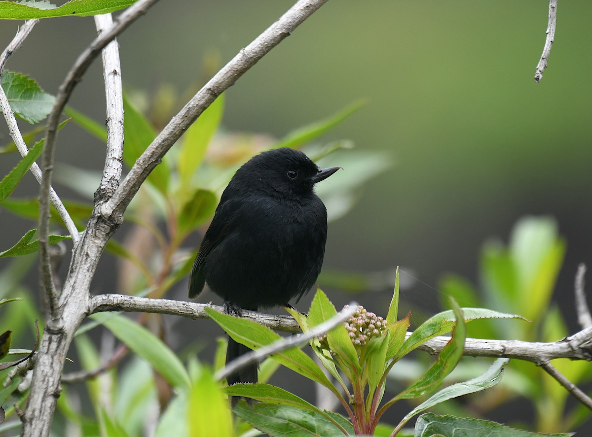 Black Flowerpiercer - ML620692529