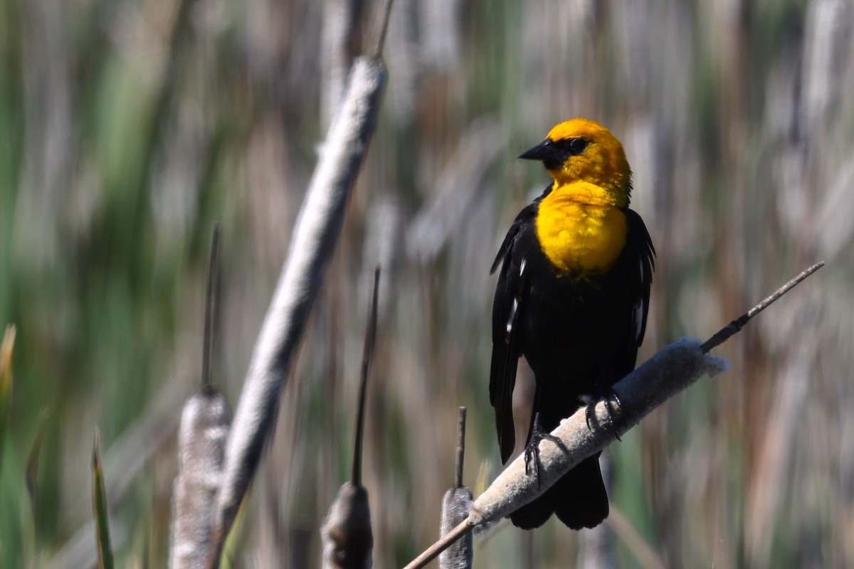 Yellow-headed Blackbird - ML620692531