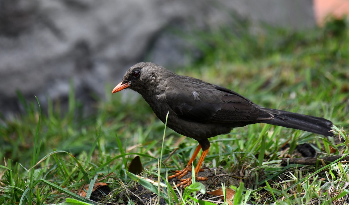 Great Thrush - ML620692535