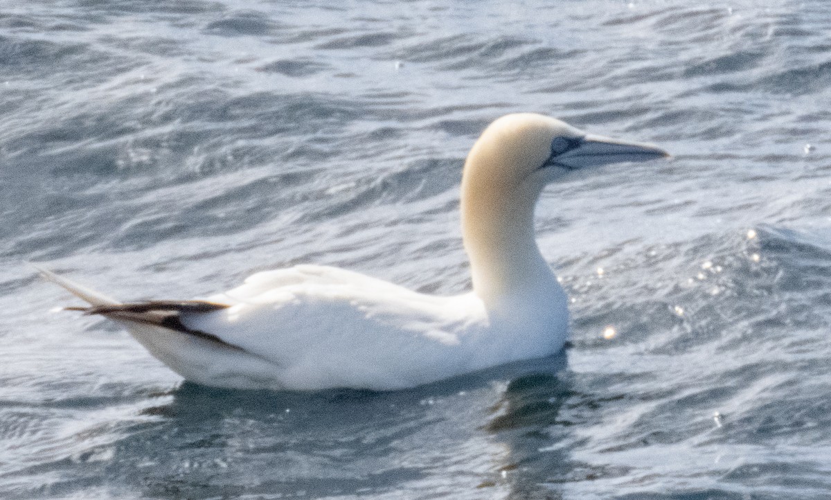 Northern Gannet - ML620692536