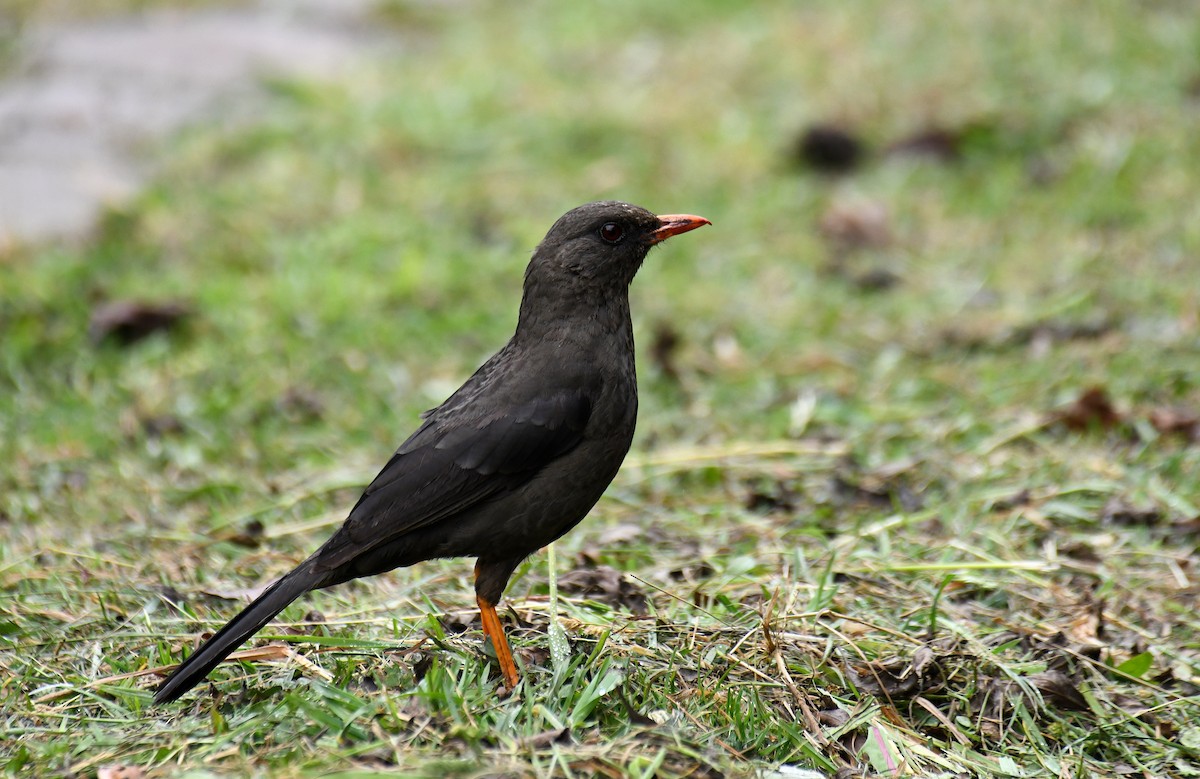 Great Thrush - Ben Peters