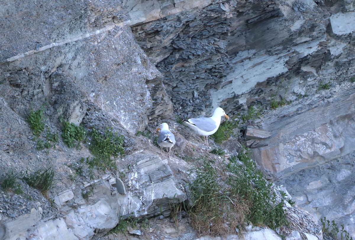 Herring Gull - ML620692538