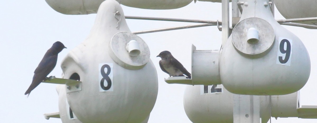 Purple Martin - ML620692539