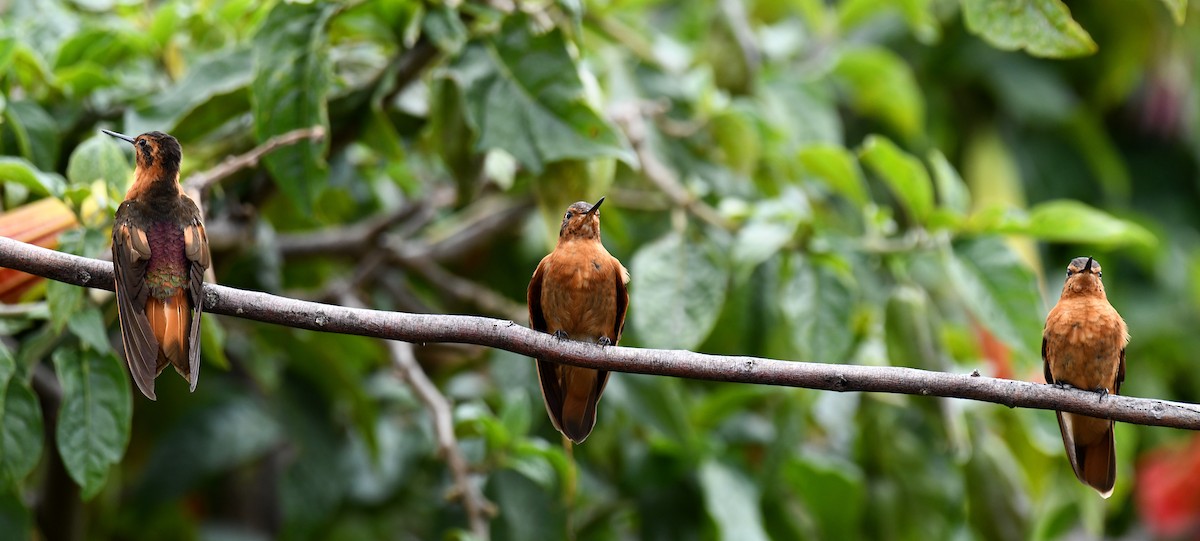 Colibri étincelant - ML620692540