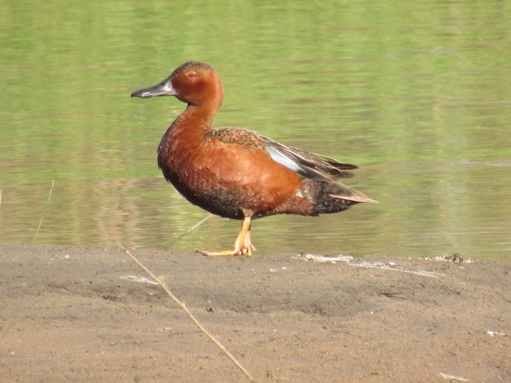 Cinnamon Teal - ML620692543