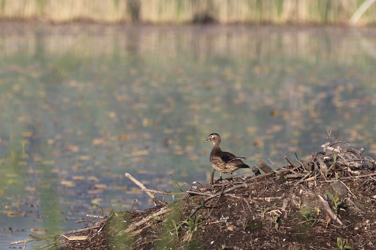 Wood Duck - ML620692551