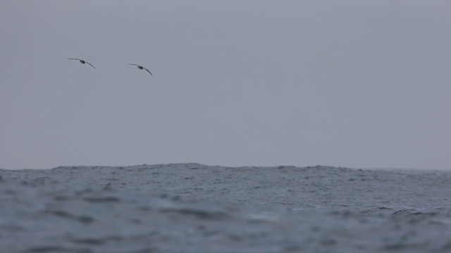 Black-winged Petrel - ML620692555