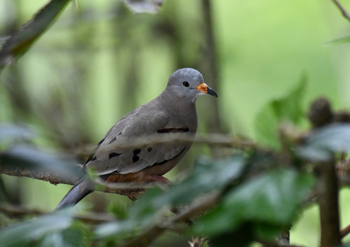 Croaking Ground Dove - ML620692556