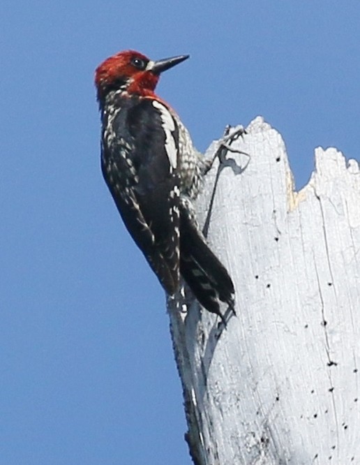 Pic à poitrine rouge - ML620692557