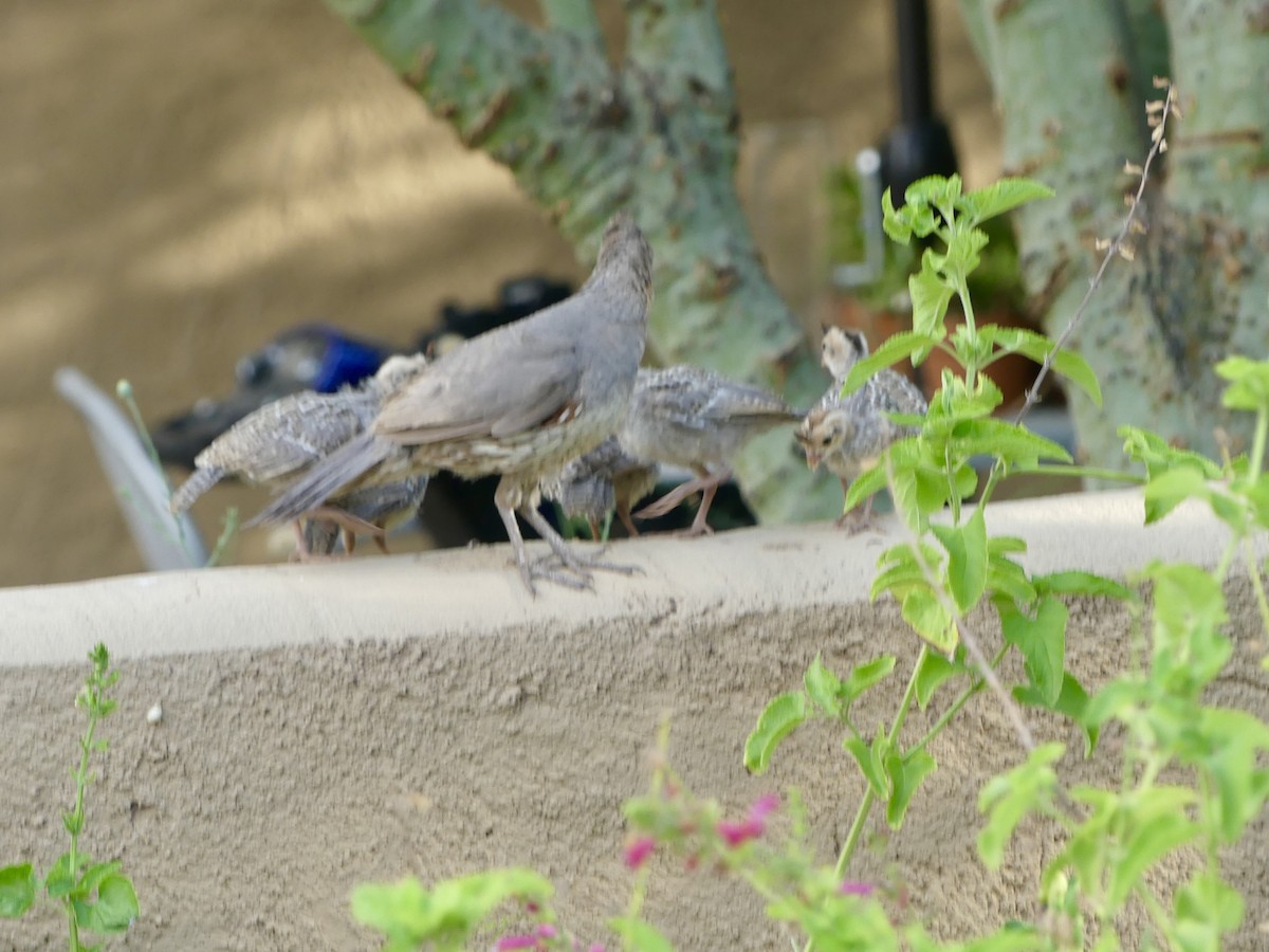 Gambel's Quail - ML620692560