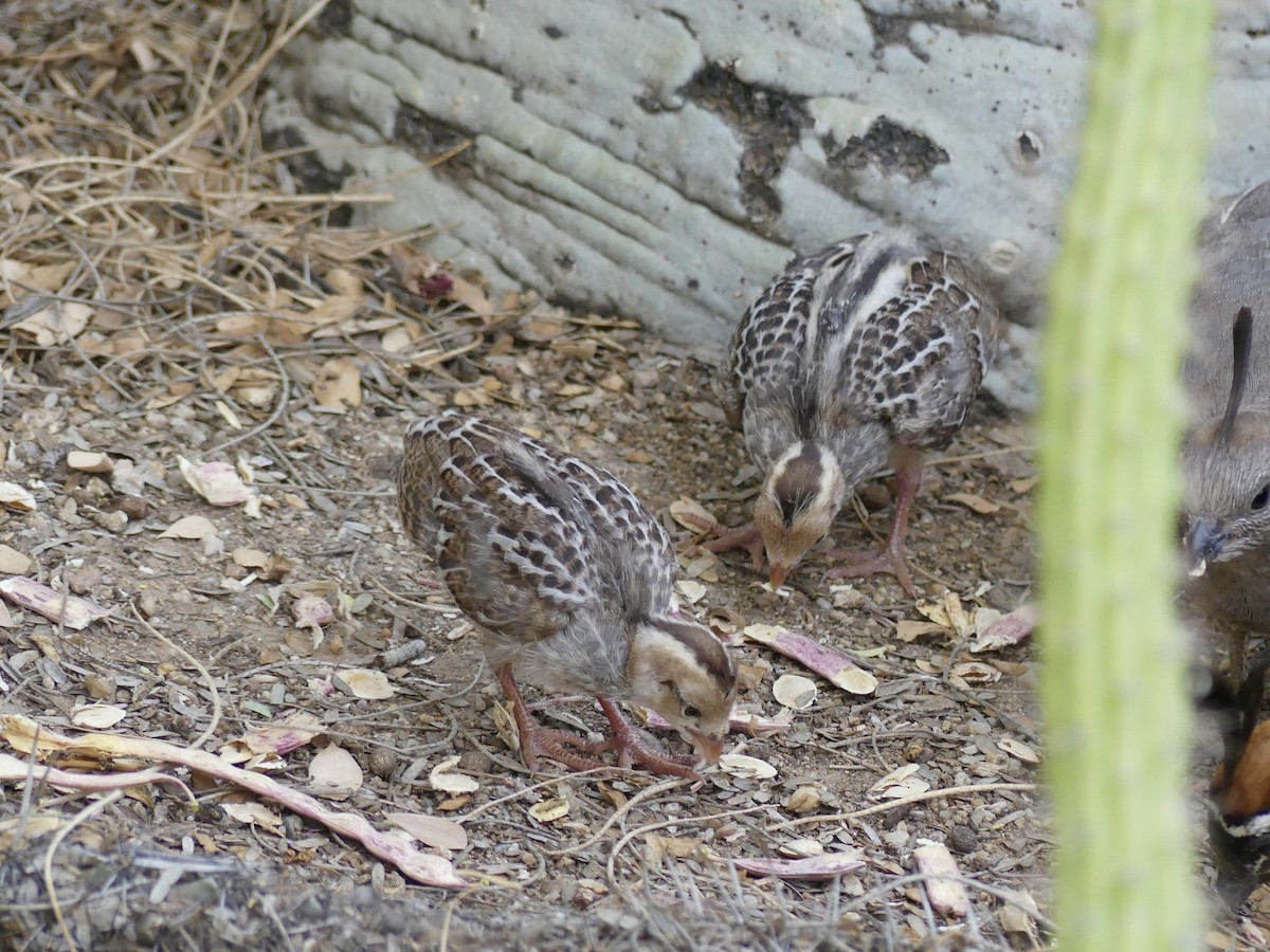 Gambel's Quail - Dennis Wolter