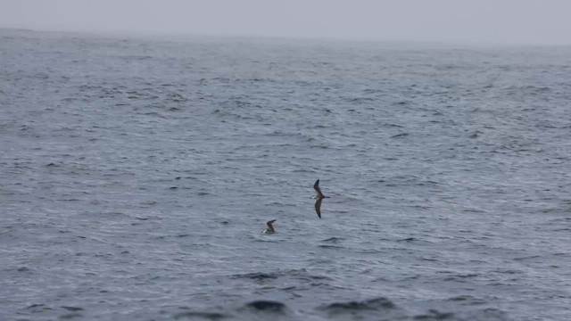 Black-winged Petrel - ML620692563