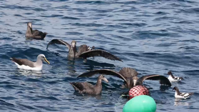 Northern Giant-Petrel - ML620692566