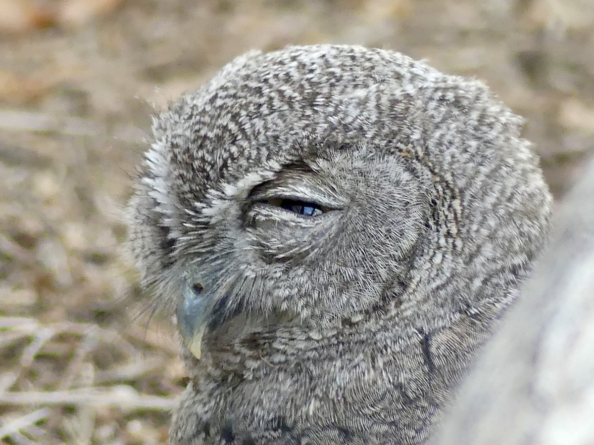 Western Screech-Owl - ML620692571