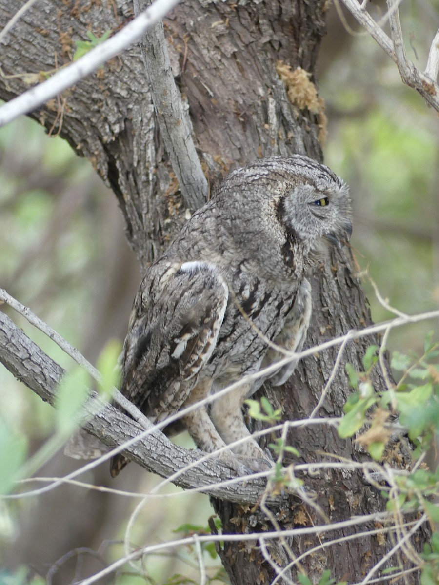 Western Screech-Owl - ML620692572