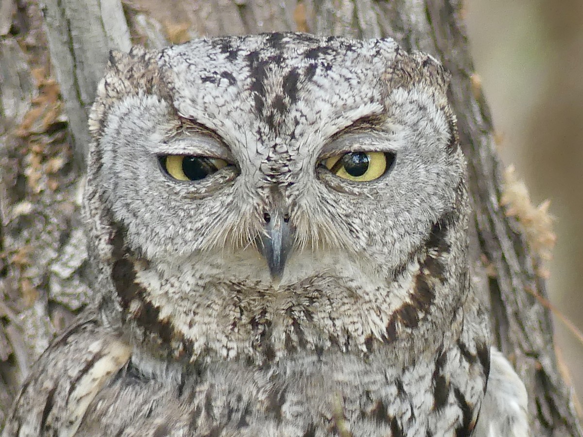 Western Screech-Owl - ML620692573