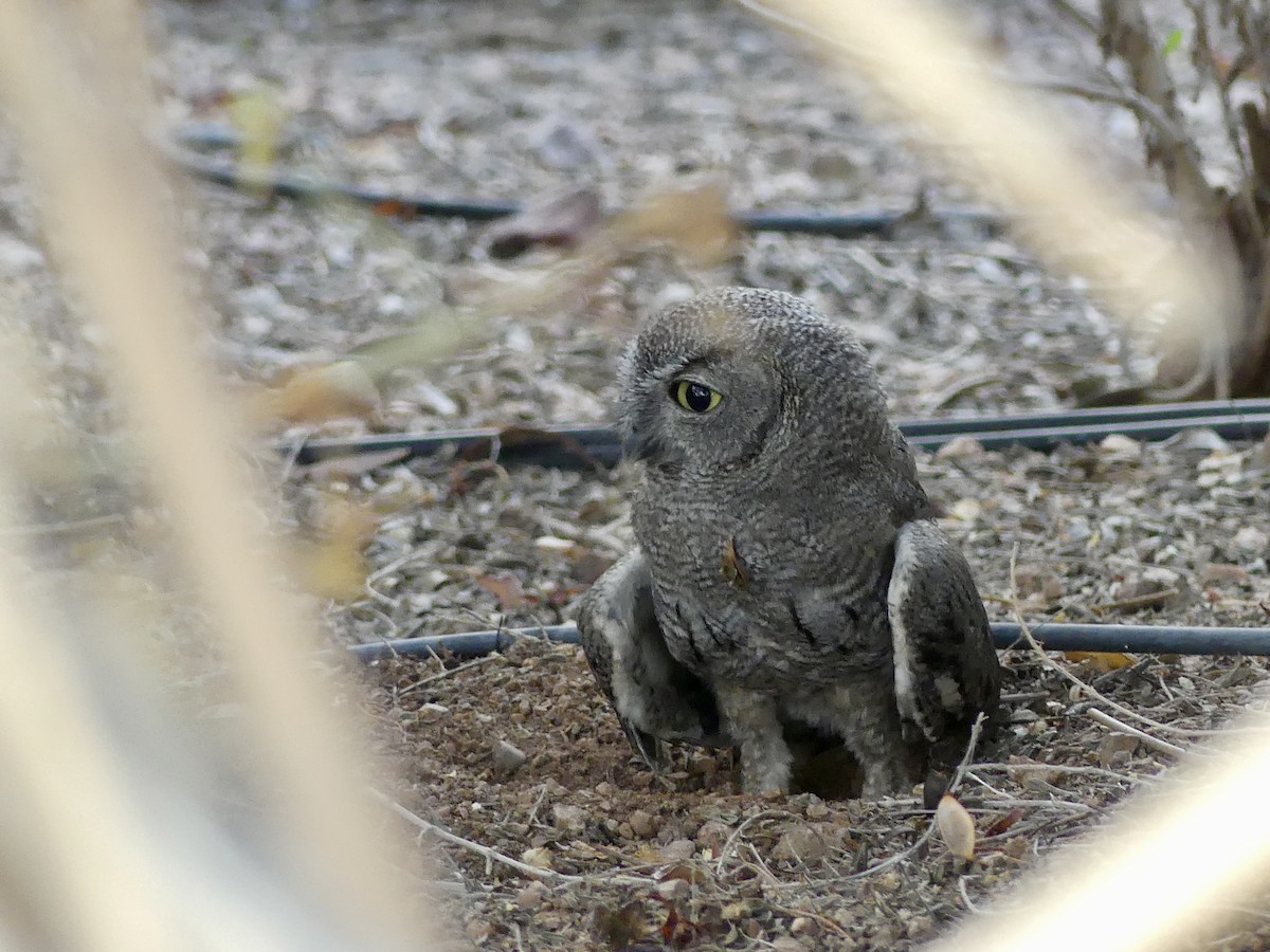 Western Screech-Owl - ML620692577