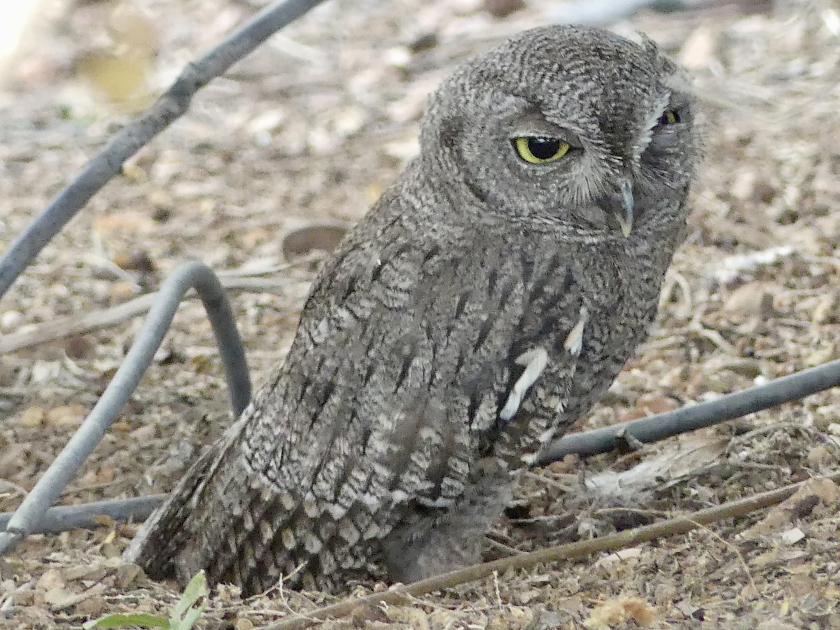 Western Screech-Owl - ML620692578