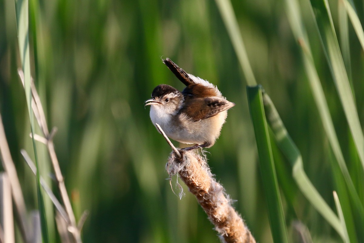 Marsh Wren - ML620692579