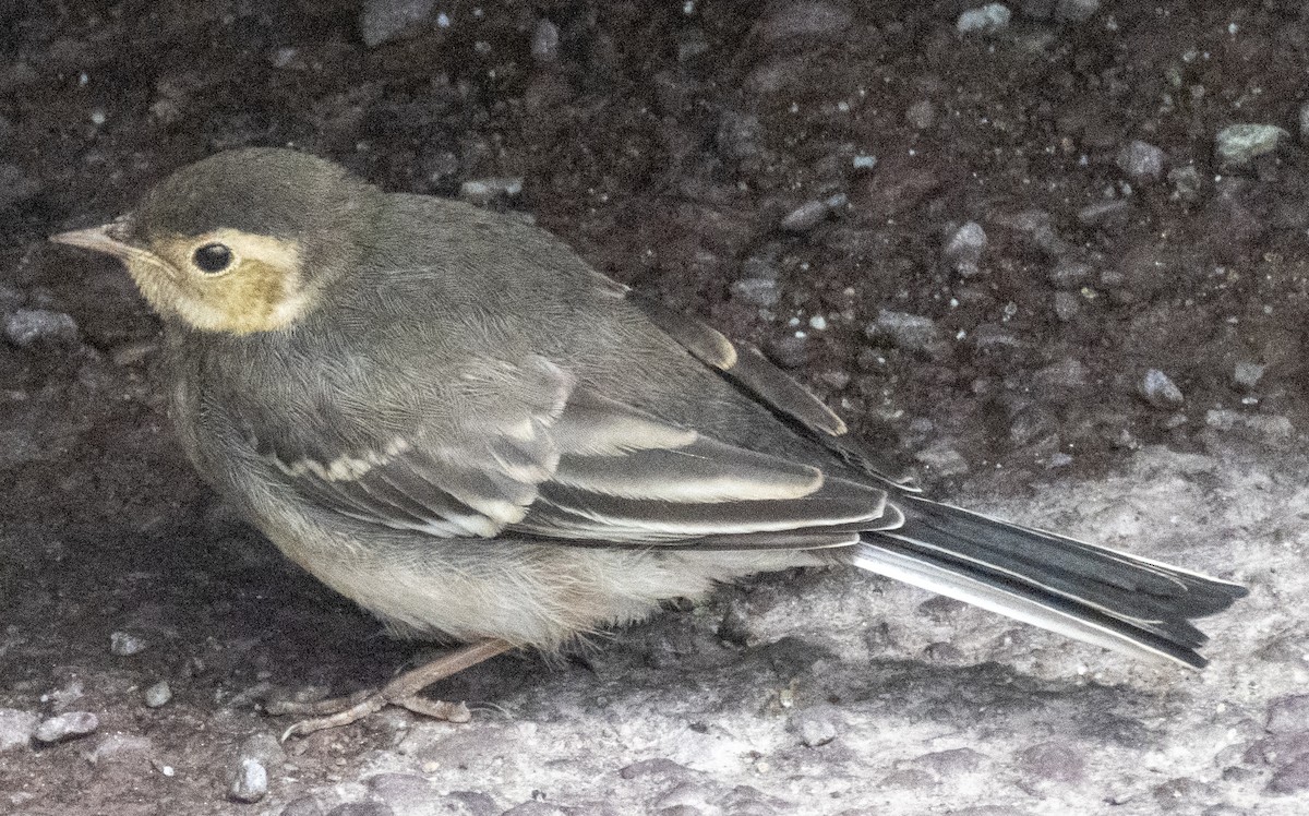 White Wagtail - ML620692582