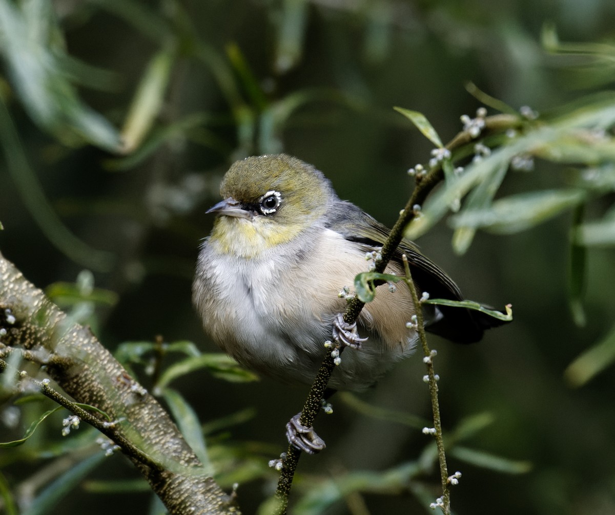 Graumantel-Brillenvogel - ML620692583