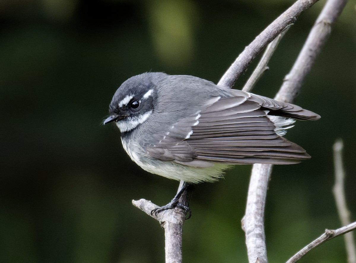 Gray Fantail - ML620692584