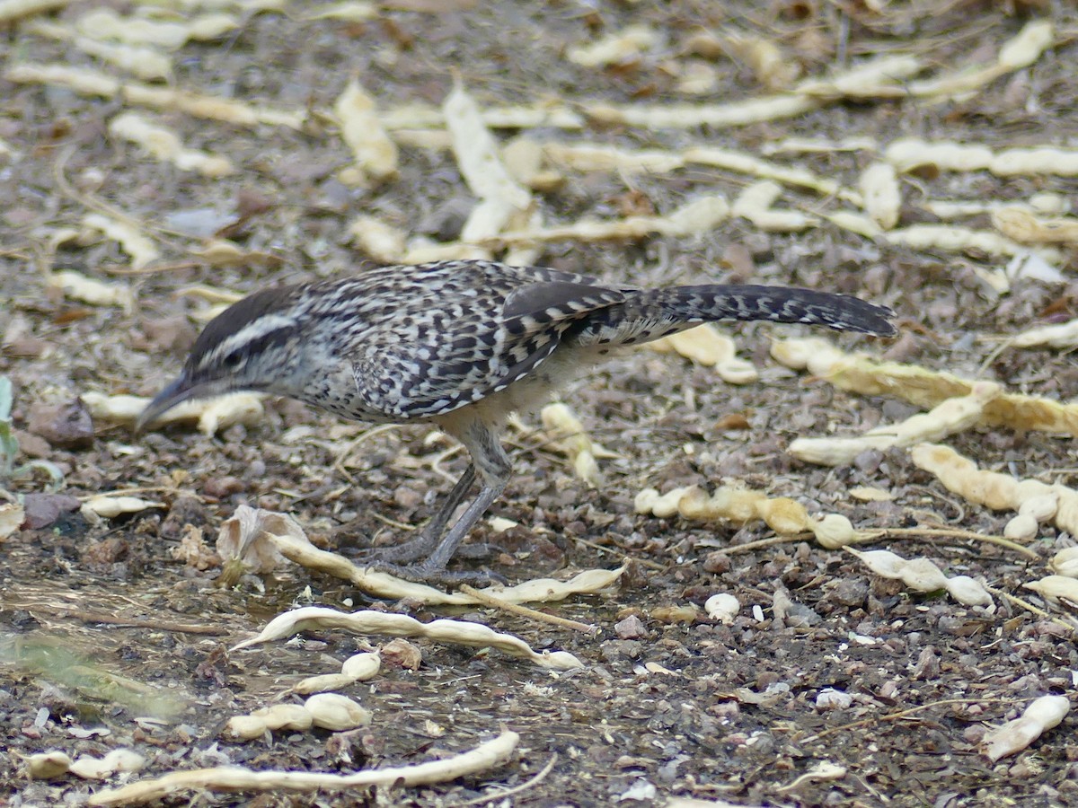 Cactus Wren - ML620692590