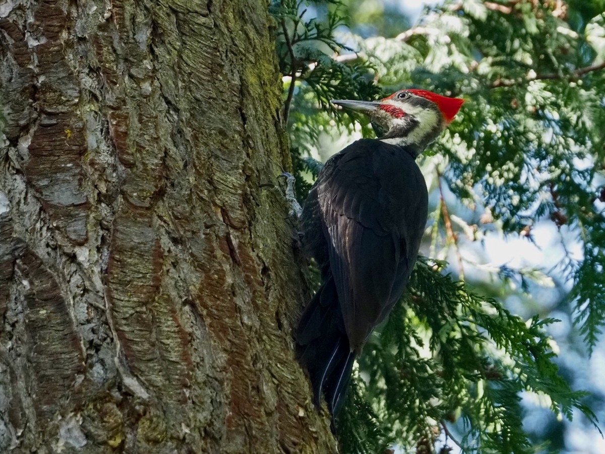 Pileated Woodpecker - ML620692592