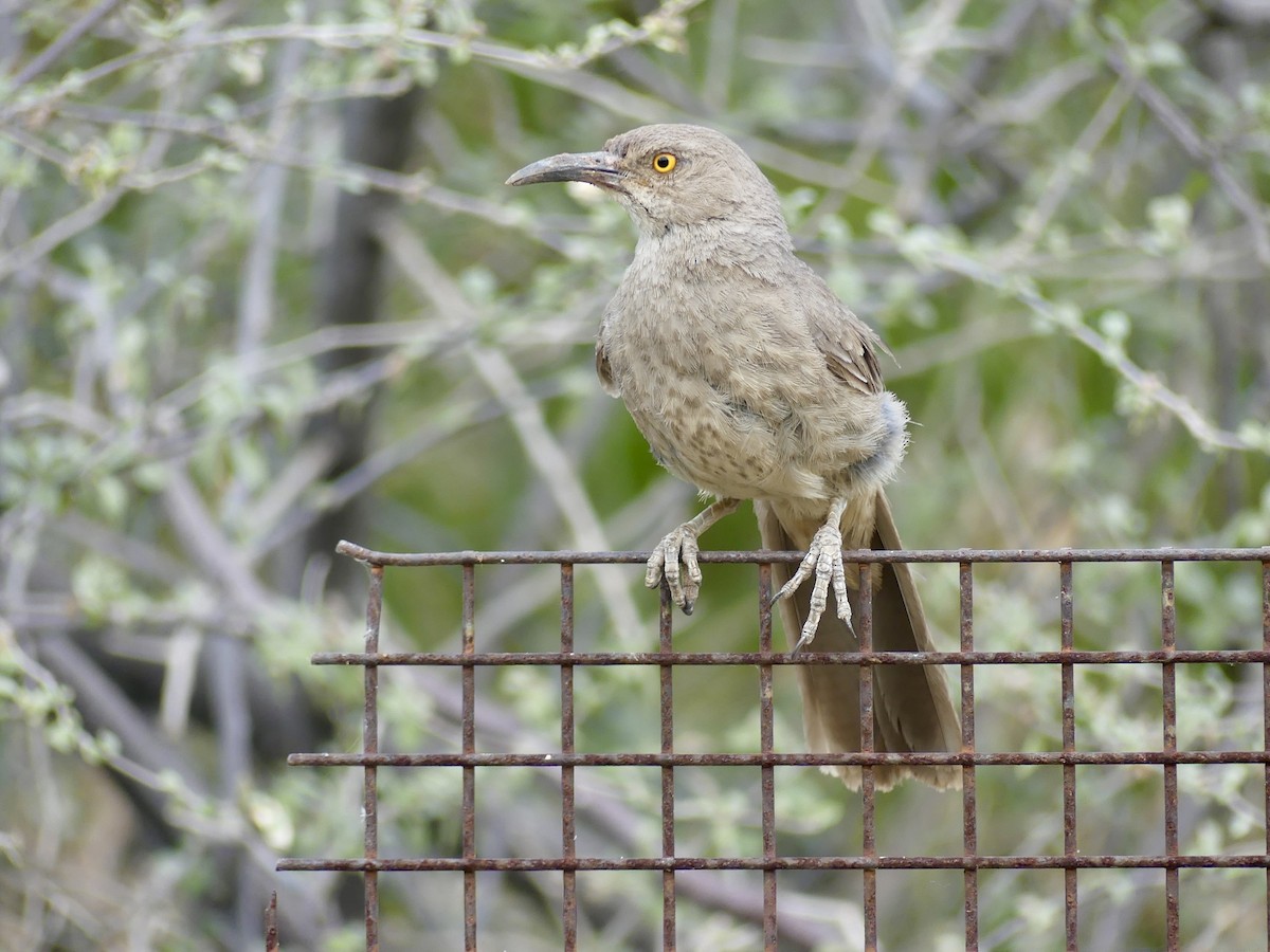 Curve-billed Thrasher - ML620692593