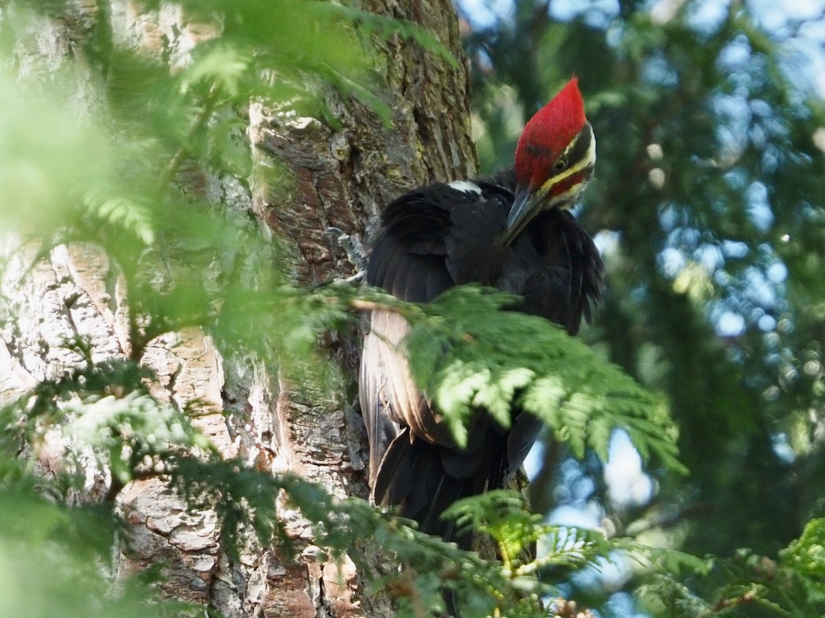 Pileated Woodpecker - ML620692598