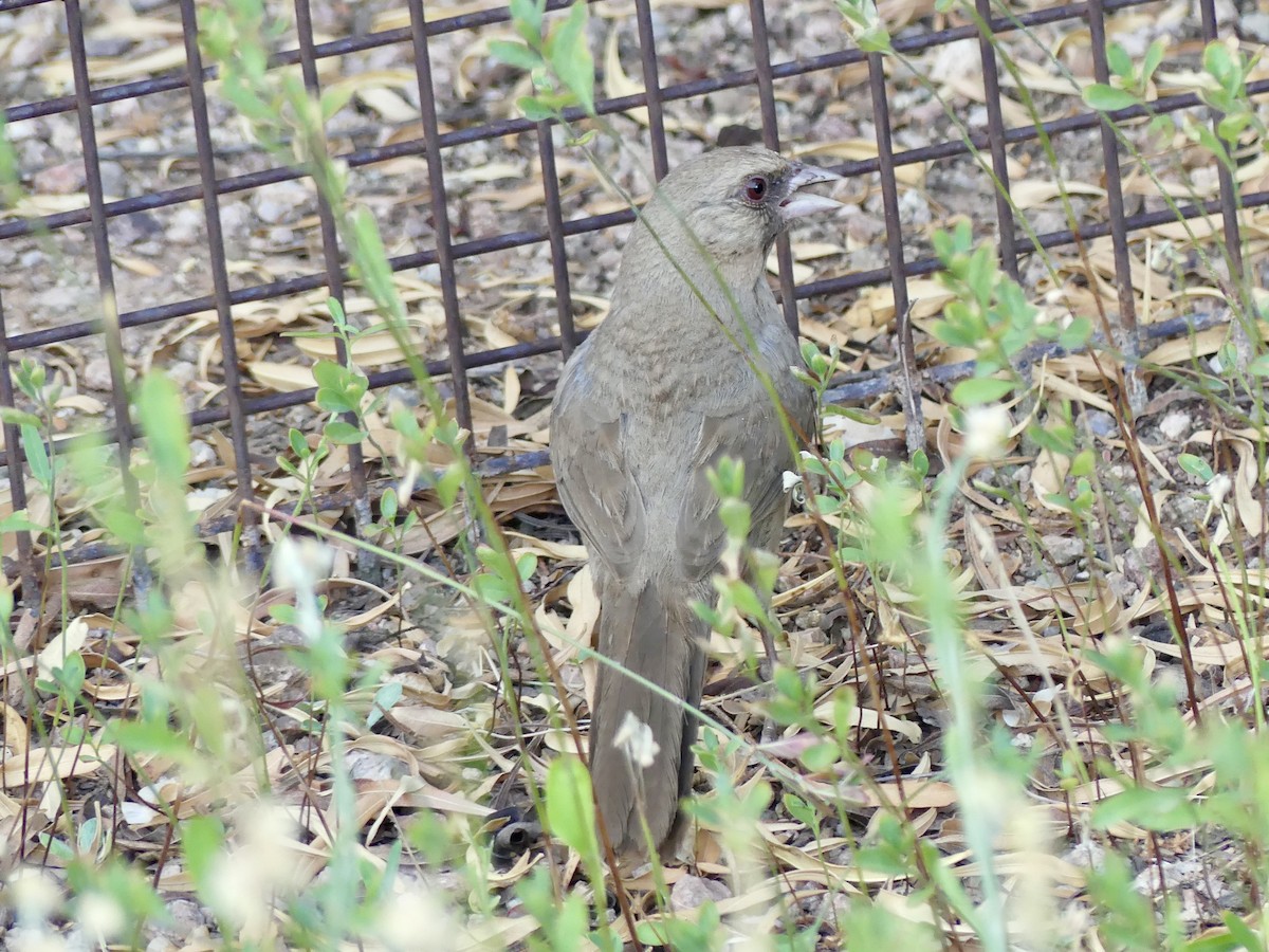 Abert's Towhee - Dennis Wolter