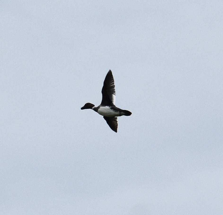 Common Goldeneye - ML620692603