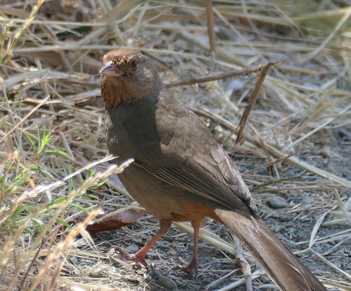 California Towhee - ML620692605