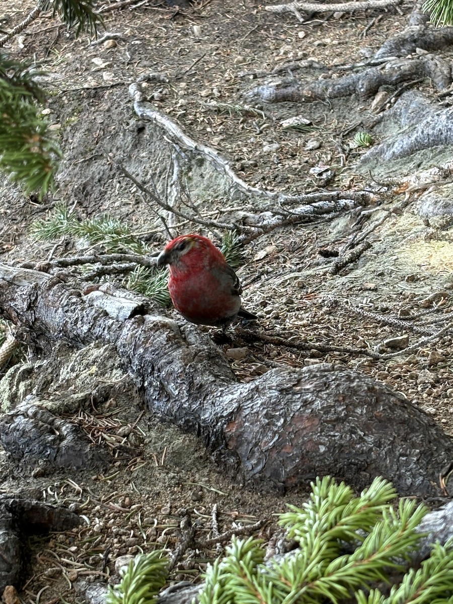 Pine Grosbeak - ML620692606