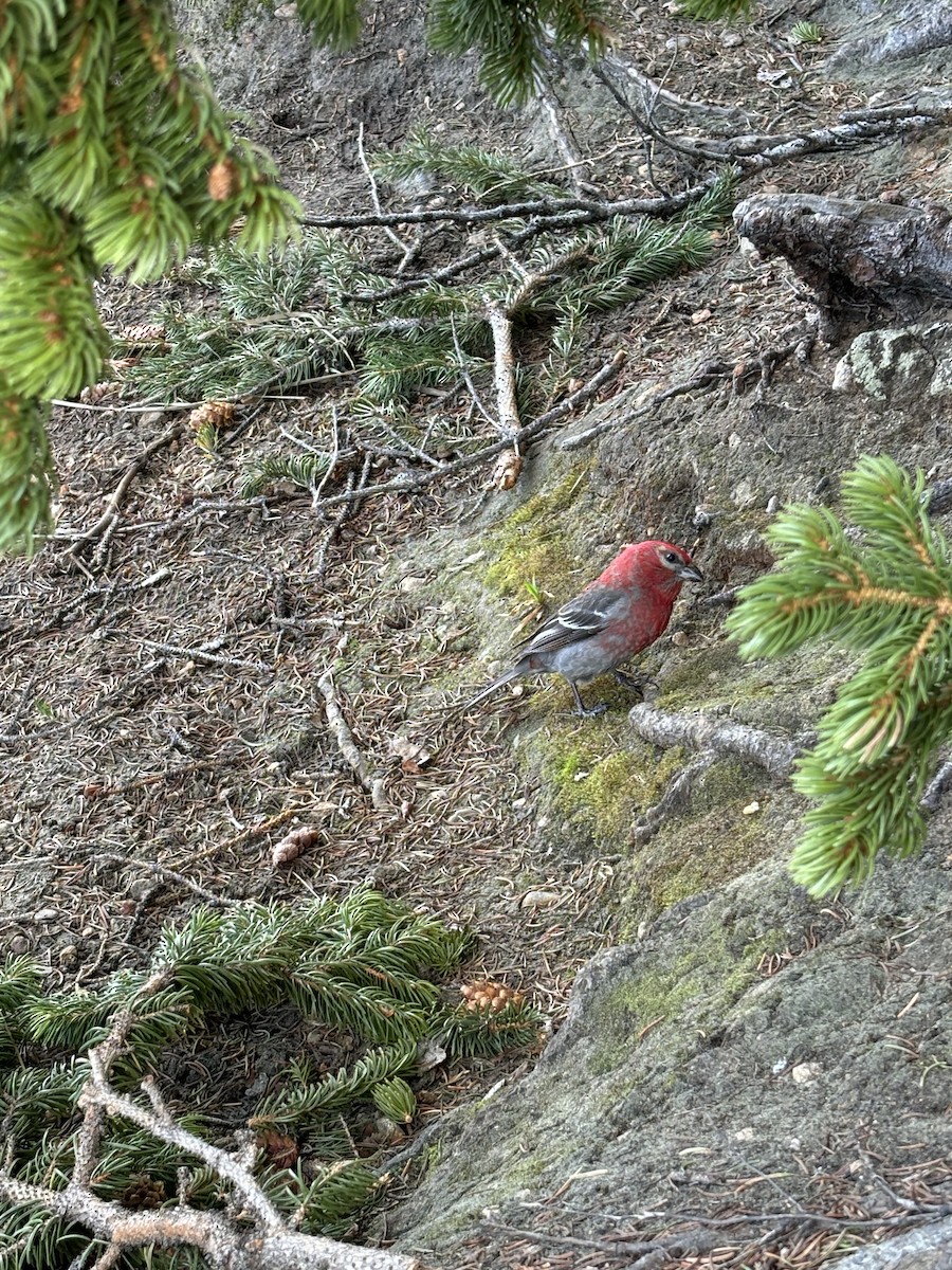 Pine Grosbeak - ML620692607