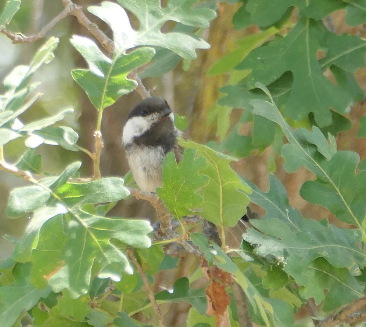 Mésange à dos marron - ML620692608