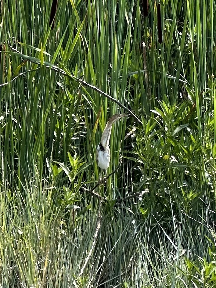 Least Bittern - ML620692609