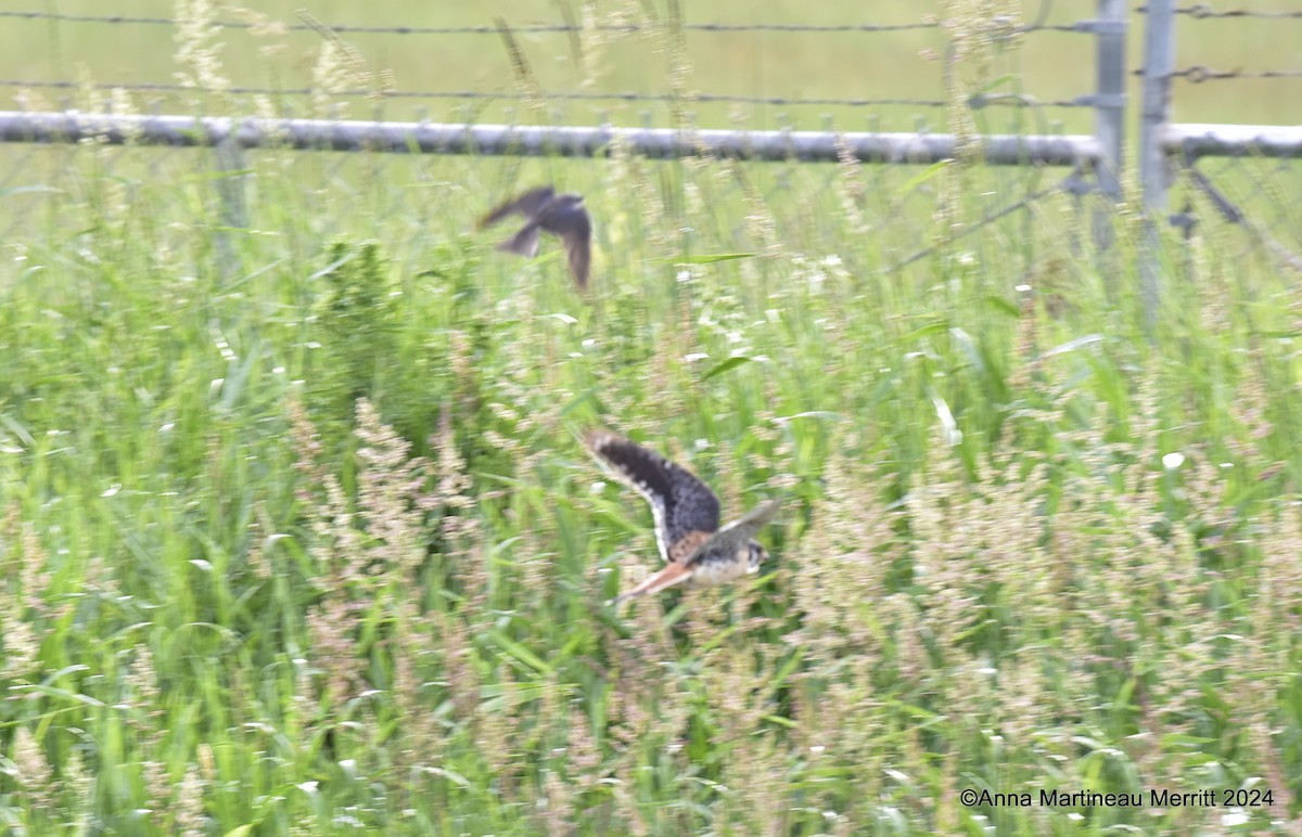 American Kestrel - ML620692610